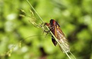 حشرات الزيز تغزو العالم بعد إختفائها 17 عامًا