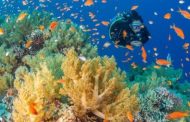مؤسسة reef world تختار مصر ضمن أكثر وجهات الغوص شهرة فى العالم