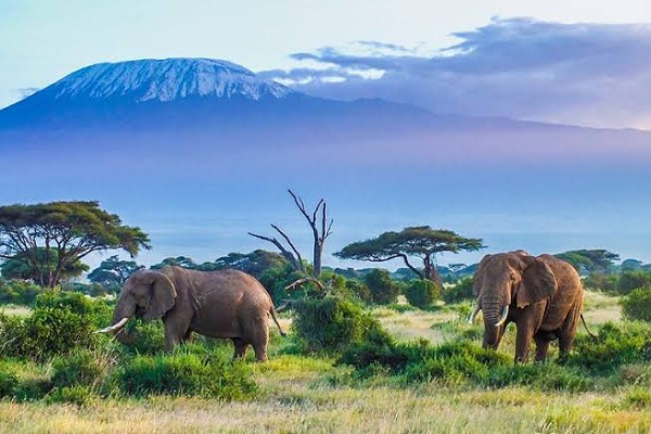 السياحة في كينيا ...أكثر الوجهات إثارة في العالم لعشاق المغامرة