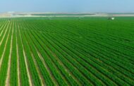 مستشار وزير الزراعة: مشروع مستقبل مصر يحول الصحراء إلى جنة خضراء