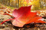 الخريف يبدأ غدا ويستمر 89 يوما و20 ساعة و44 دقيقة